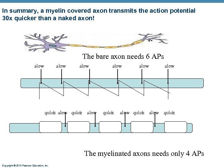 In summary, a myelin covered axon transmits the action potential 30 x quicker than