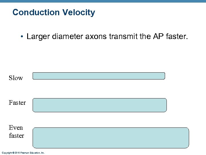 Conduction Velocity • Larger diameter axons transmit the AP faster. Slow Faster Even faster