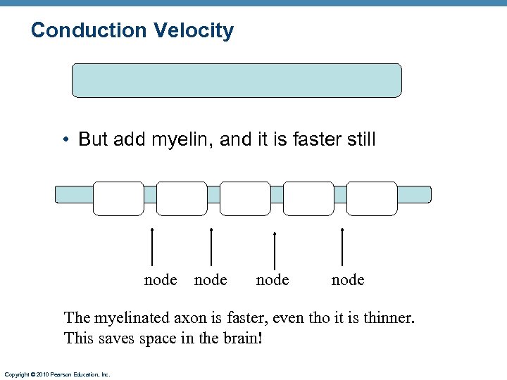 Conduction Velocity • But add myelin, and it is faster still node The myelinated