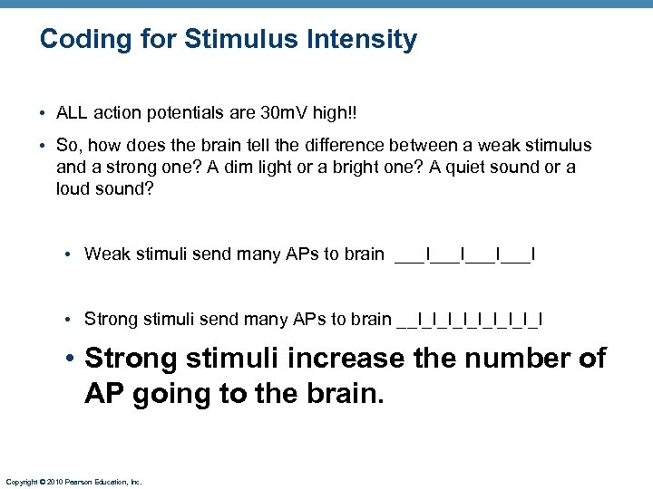 Coding for Stimulus Intensity • ALL action potentials are 30 m. V high!! •