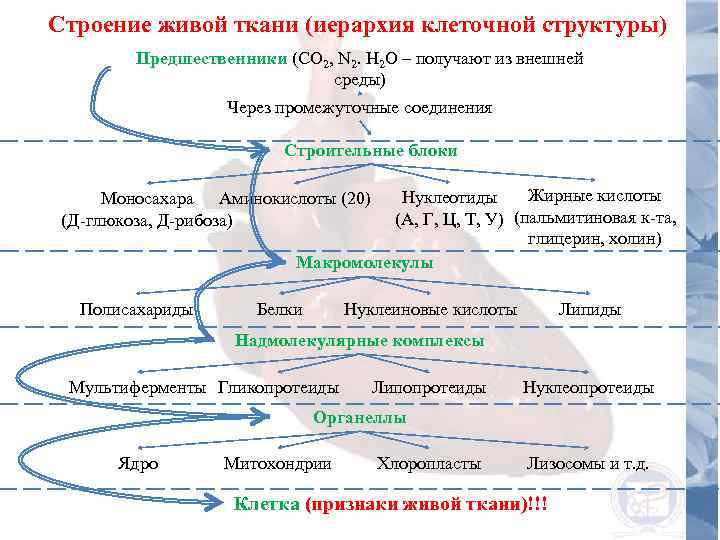 Живая структура