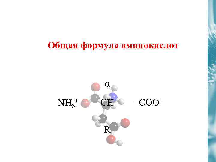 Общая формула аминокислот α NH 3+ CH R COO- 