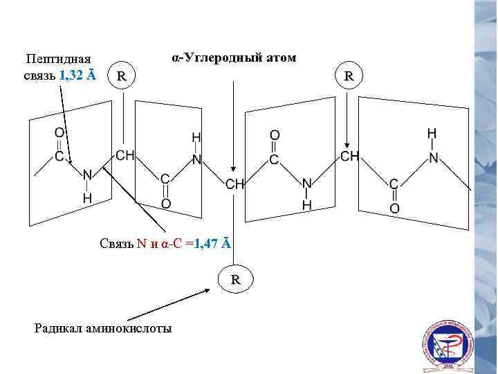 Пептидная связь 1, 32 Ā α-Углеродный атом R R Связь N и α-С =1,