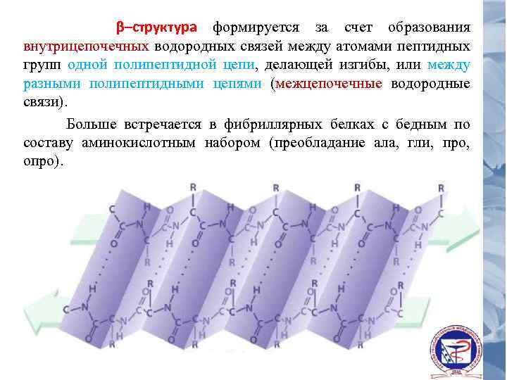 β–структура формируется за счет образования внутрицепочечных водородных связей между атомами пептидных групп одной полипептидной