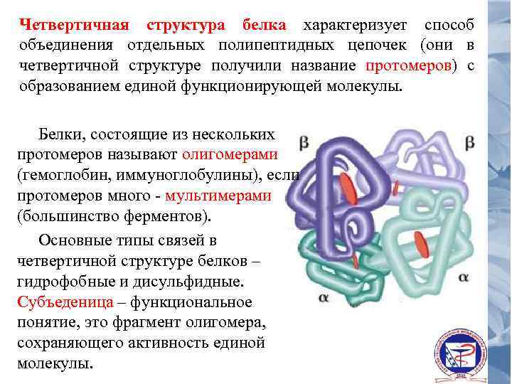 Четвертичная структура белка рисунок