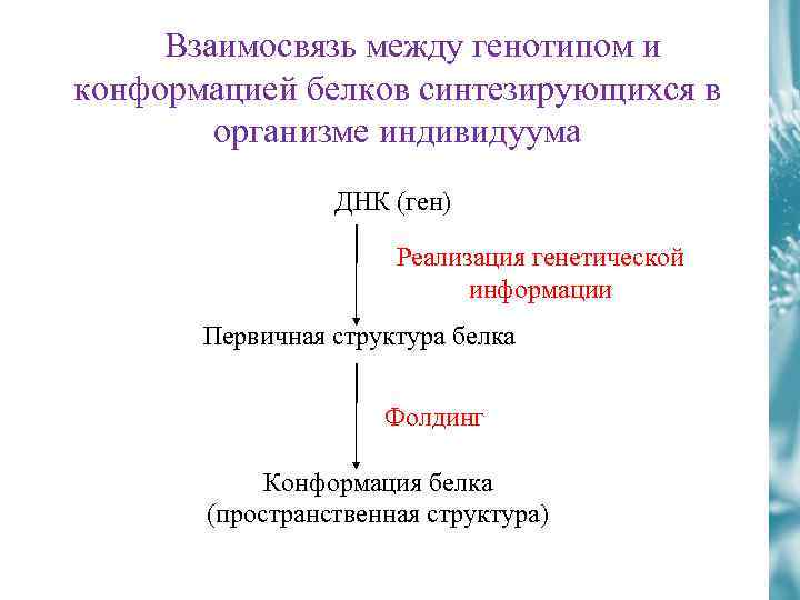 Взаимосвязь между генотипом и конформацией белков синтезирующихся в организме индивидуума ДНК (ген) Реализация генетической