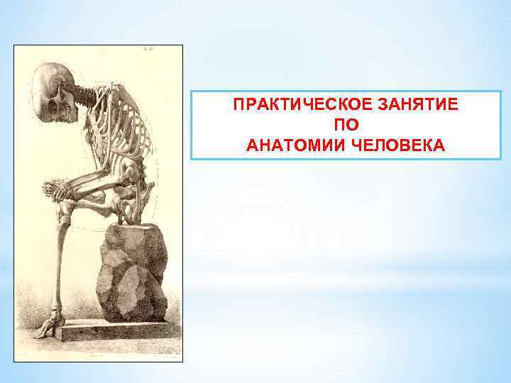 Экзамен по анатомии. Практические занятия по анатомии. Практические задания по анатомии. Практика по анатомии человека. Анатомия практические занятия.