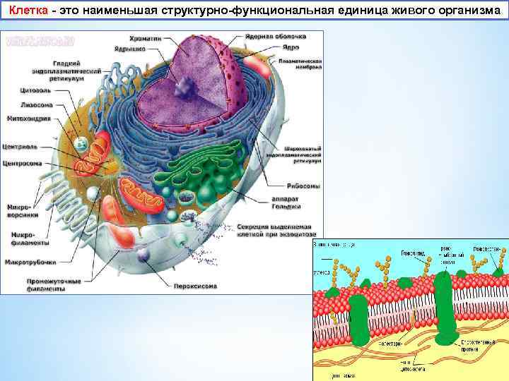 Наименьшая структурная и функциональная единица живого