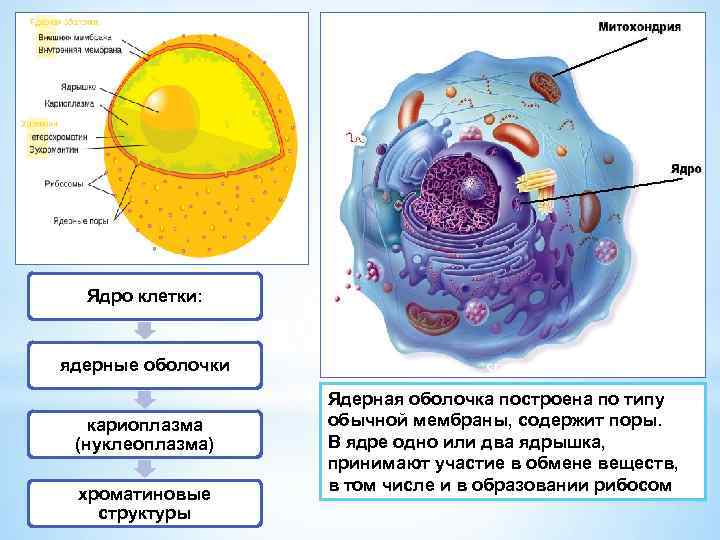 Определите какой цифрой на рисунке обозначена кариоплазма