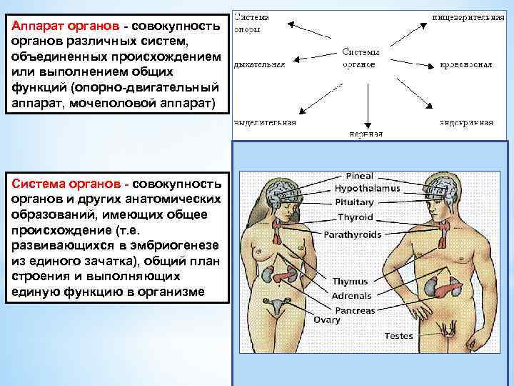 Аппарат органов совокупность органов различных систем, объединенных происхождением или выполнением общих функций (опорно двигательный