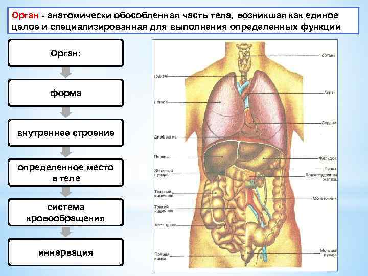 Единый план строения органов. Строение органов человека спереди.