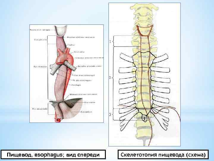 Пищевод, esophagus; вид спереди Скелетотопия пищевода (схема) 