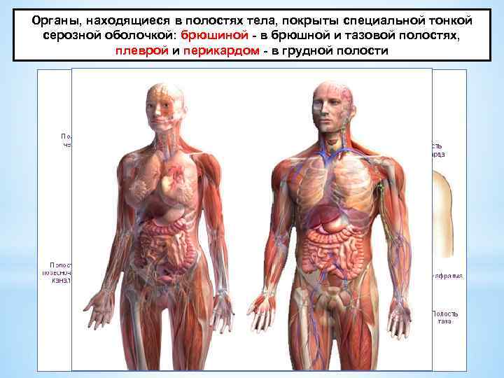 Органы, находящиеся в полостях тела, покрыты специальной тонкой серозной оболочкой: брюшиной в брюшной и