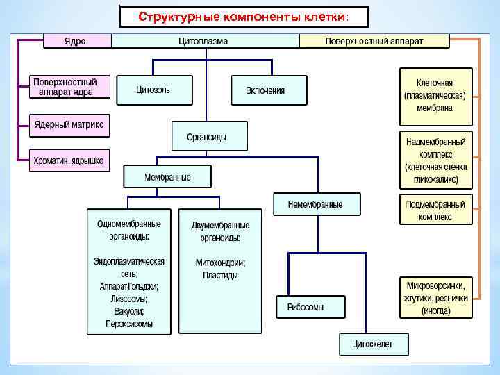 Структурные элементы клетки