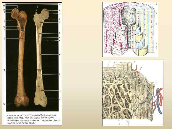 Кость в разрезе фото