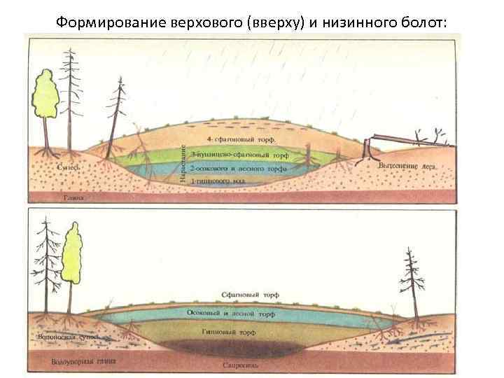 Формирование верхового (вверху) и низинного болот: 