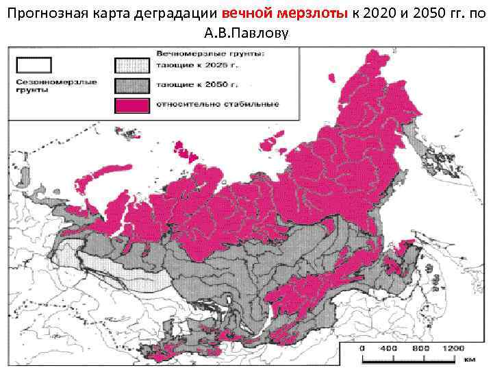 Прогнозная карта деградации вечной мерзлоты к 2020 и 2050 гг. по А. В. Павлову