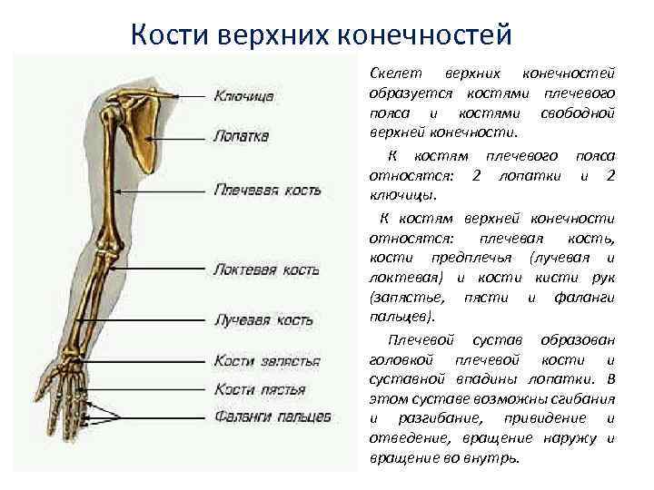 Особенности скелета верхних конечностей человека