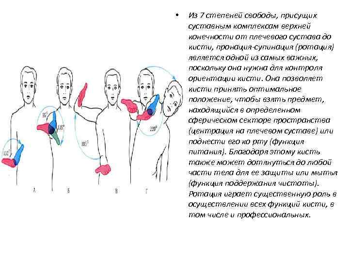  • Из 7 степеней свободы, присущих суставным комплексам верхней конечности от плечевого сустава