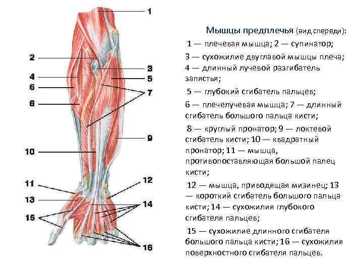 Мышцы предплечья (вид спереди): 1 — плечевая мышца; 2 — супинатор; 3 — сухожилие