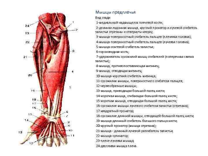 Мышцы плеча и предплечья анатомия картинки