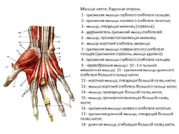 Мышцы и сухожилия кисти руки