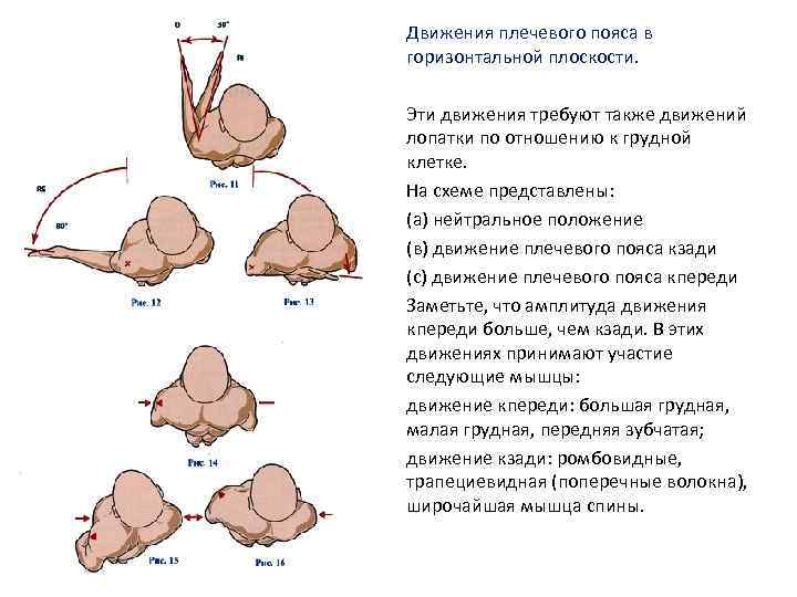 Движения плечевого пояса в горизонтальной плоскости. Эти движения требуют также движений лопатки по отношению