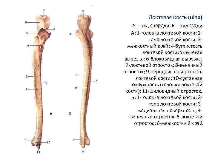 Сколько лучевых костей. Локтевая кость строение анатомия. Лучевая кость вид спереди и сзади. Локтевая кость правая вид спереди. Локтевая кость гребень супинатора.