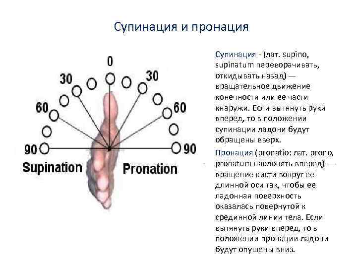 Супинация и пронация • • Супинация - (лат. supino, supinatum переворачивать, откидывать назад) —