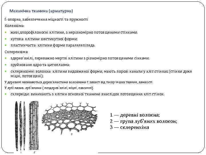 Механічна тканина (арматурна) f: опорна, забезпечення міцності та пружності Коленхіма: живі, хлорофілоносні клітини, з