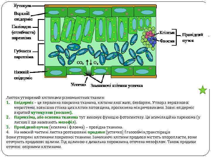 Листок утворений клітинами різноманітних тканин: 1. Епідерміс – це первинна покривна тканина, клітини якої