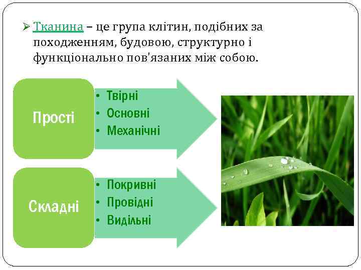 Ø Тканина – це група клітин, подібних за походженням, будовою, структурно і функціонально пов'язаних