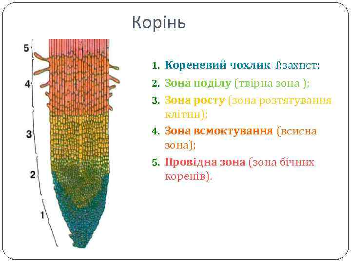 Корінь 1. Кореневий чохлик f: захист; 2. Зона поділу (твірна зона ); 3. Зона