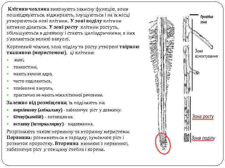 Клітини чохлика виконують захисну функцію, вони пошкоджуються, відмирають, злущуються і на їх місці утворюються