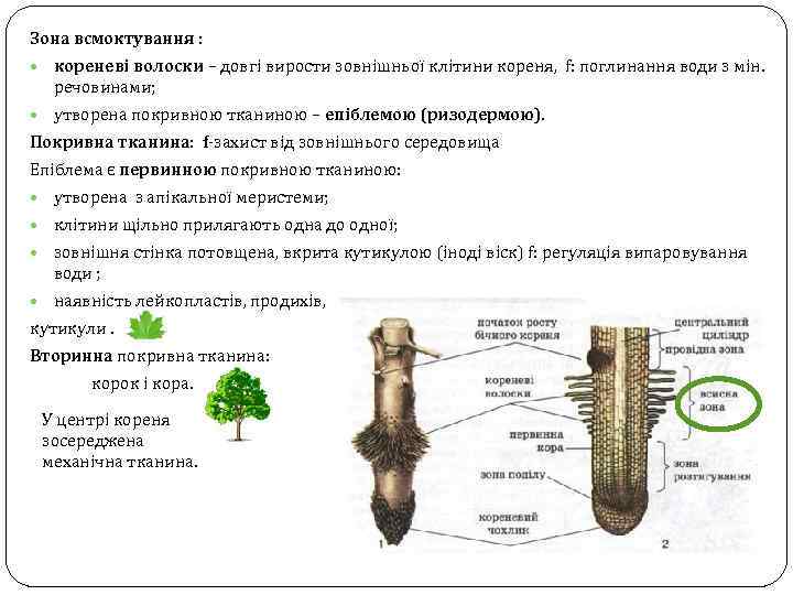 Зона всмоктування : кореневі волоски – довгі вирости зовнішньої клітини кореня, f: поглинання води