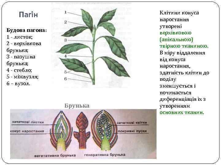 Пагін Будова пагона: 1 - листок; 2 - верхівкова брунька; З - пазушна брунька;