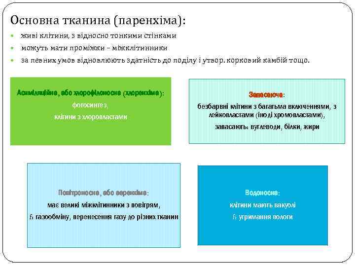 Основна тканина (паренхіма): живі клітини, з відносно тонкими стінками можуть мати проміжки – міжклітинники
