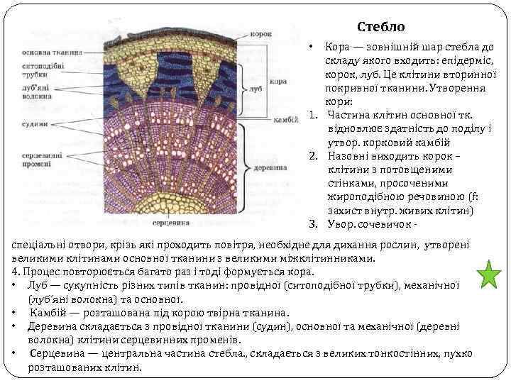 Стебло Кора — зовнішній шар стебла до складу якого входить: епідерміс, корок, луб. Це