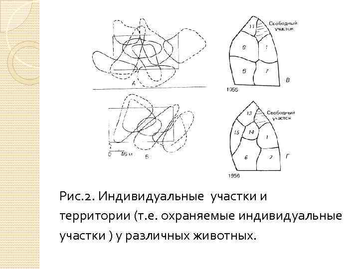 Рис. 2. Индивидуальные участки и территории (т. е. охраняемые индивидуальные участки ) у различных