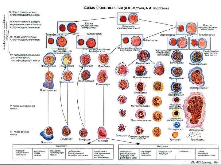 Схема кроветворения патофизиология