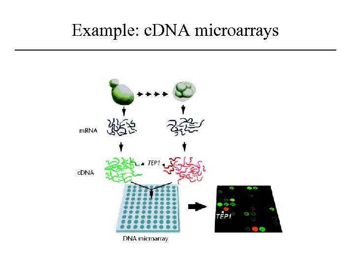 Example: c. DNA microarrays 