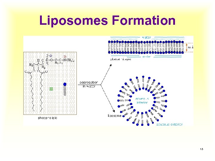 Liposomes Formation 13 