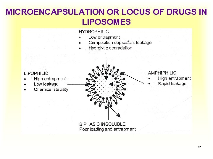 MICROENCAPSULATION OR LOCUS OF DRUGS IN LIPOSOMES 26 