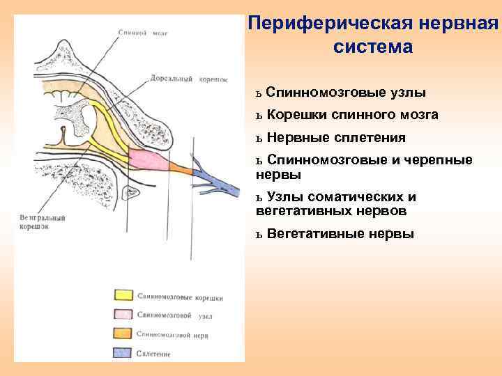 Периферическая нервная система сокращение. Узлы периферической нервной системы. Периферическая нервная система нервные узлы. Периферическая нервная система спинномозговые нервы. Строение периферического нерва.