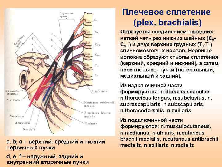 Блокада сплетения. Топография и области иннервации нервов плечевого сплетения. Сплетения спинного мозга. Плечевое сплетение таблица иннервации. Плечевое сплетение длинные ветви анатомия.