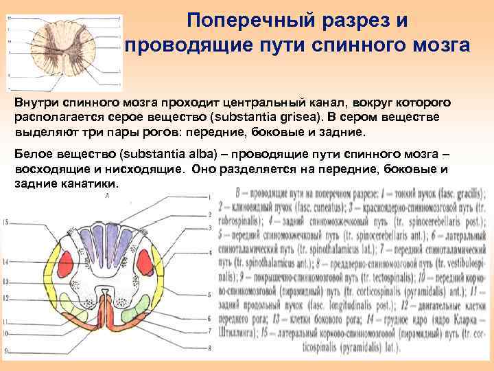 Строение и функции белого вещества. Поперечный срез спинного мозга с проводящими путями. Канатики спинного мозга и их пути. Структура белого вещества спинного мозга.