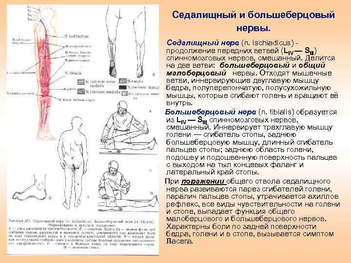 Ветви седалищного нерва схема