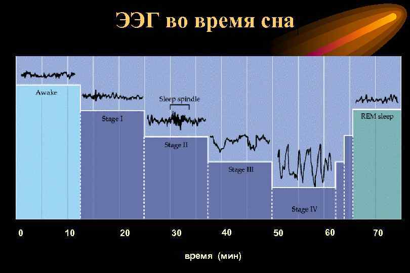 ЭЭГ во время сна I II IV 0 10 20 30 40 время (мин)