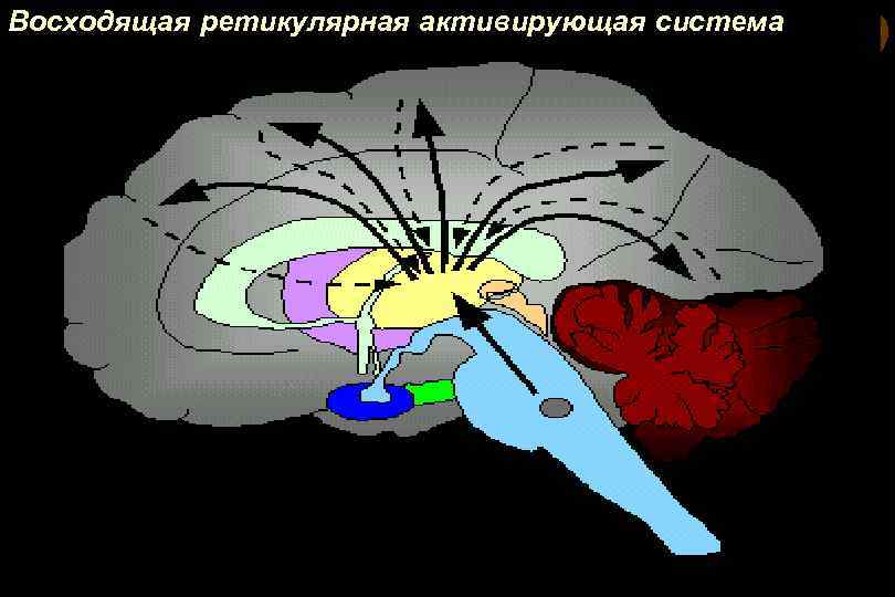 Ретикулярная формация фото