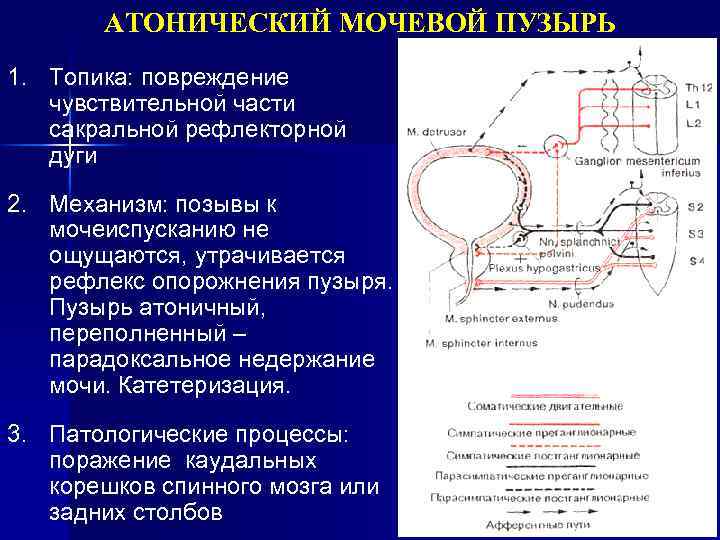 Рефлекс дефекации схема